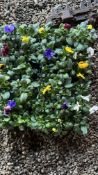 2 X 15 TRAYS X 9CM PANSY DELTA.