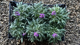 6 X 2L ERYSIUM.