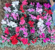 6 X 6 13CM POTS CYCLAMEN HALIOS.