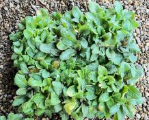 6 X 6 PACK POLYANTHUS STELLA.