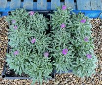 12 X 2L ERYSIMUM BOWLES MAUVE.
