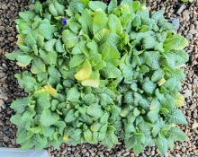 6 X 6 PACK POLYANTHUS CRESCENDO.