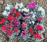 2 X 12 11CM POTS MINI CYCLAMEN METIS.