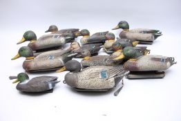 A GROUP OF 12 VARIOUS DECOY DUCKS INCLUDING MALLARD ETC