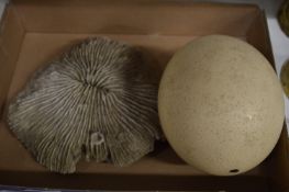 An emu egg and a piece of coral.