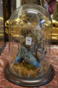 A taxidermy group of three kingfishers under a glass dome (glass dome cracked and repaired).