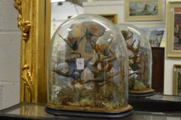Taxidermy group of birds under a glass dome (glass dome damaged).