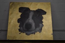 Head study of a collie dog, oil on canvas with a gilded background, 100cm x 100cm.