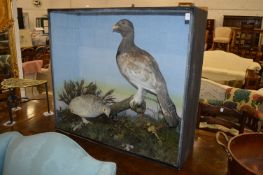 A cock and hen capercaillie, stuffed and mounted in naturalistic setting with original display case,