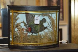 A taxidermy group of a coppersmith barbet in a bow fronted glass display case.