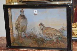 Taxidermy group of a pair of red legged partridges.