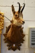 A taxidermy alpine chamois head.