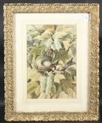 E. H. S.. A BLUE TIT with it's nest. Watercolour. Monogrammed and dated 1899. 12.5ins x 8.5ins (32cm