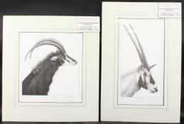 GARY HODGES (b. 1954) BRITISH. Sitting Pretty Arabian Oryx, signed, 450/750 and Crowning Glory,