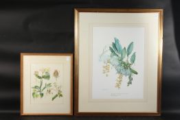 A BOTANICAL ENGRAVING, 25