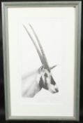 GARY HODGES (b. 1954) BRITISH. Arabian Oryx. Signed. 254/750. Image 13.5