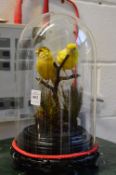 A TAXIDERMY GROUP OF TWO YELLOW FINCHES under a glass display case.