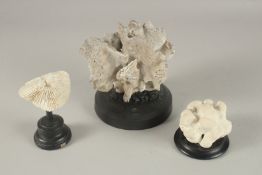 A GROUP OF THREE CORAL SPECIMENS ON STAND. Largest: 16cms high.