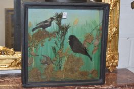 A TAXIDERMY GROUP OF A BLACKBIRD, A JUVENILE MAGPIE etc, in a display case.