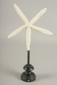 A LARGE STAR FISH SPECIMEN on a wooden base. 7ins.