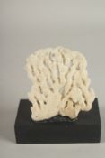 A CORAL SPECIMEN on a wooden base. 3.5ins.