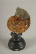 AN AMMONITE SPECIMEN on a wooden base. 2.75ins.