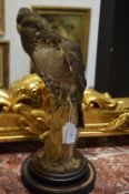 A TAXIDERMY SPARROWHAWK mounted a naturalistic wooden base.