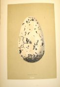 MORRIS (F. O.) & TEGETMEIER (W. B.) A Natural History of the Nests and Eggs of British Birds, 3