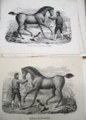 [EQUINE PRINTS] coll'n of horse lithographs after von Honegger, unframed (Q).