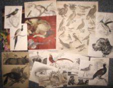 PRINTS, misc. natural history (Q).