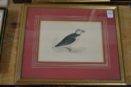 Part hand coloured print of a puffin.