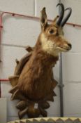 A taxidermy alpine chamois head mounted on a wooden plaque.