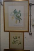 A large botanical engraving and a small botanical watercolour.