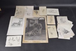 ROBERT LILLIE (1867-1949) Zebra and young in a pen, unframed monochrome watercolour, signed 12.75