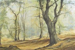 MERVYN GOODE (b. 1948) BRITISH The Beech Tree, a Woodland Slope, Autumn, Odiham Wood Signed. Oil