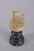 AN AMMONITE SPECIMEN ON STAND. 5ins high.