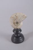 A PEARLESCENT GLAZED AMMONITE SPECIMEN ON STAND. 4.5ins high.