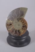 AN AMMONITE SPECIMEN, sliced and polished on a stand. 5.5ins high.