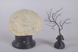 TWO MARINE SPECIMENS ON STANDS. 6.5ins and 7ins high.