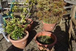 Two pairs of faux terracotta plant pots containing shrubs and greenery.