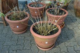A set of four faux terracotta plant pots containing various shrubs.