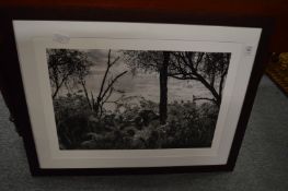Black and white photographic print of a bull elephant in a naturalistic setting.