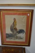 Cockfighting interest, large colour print depicting a cock bird.