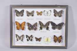 A CASE OF BUTTERFLIES.