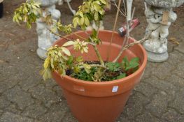 A large terracotta plant pot with shrub.