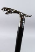 A JAGUAR HANDLE WALKING STICK. 36ins long.