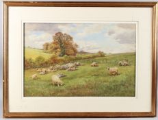 CYRIL WARD (1863-1935) Sheep grazing on Downland pasture, watercolour, signed, 39cm x 59cm