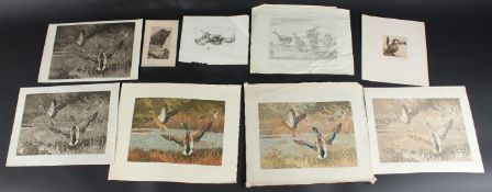 WINIFRED AUSTEN (1876-1964) Studies of birds and animals collection of etchings and trial proofs.