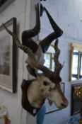 Stuffed and mounted gazelles head and a pair of horns.