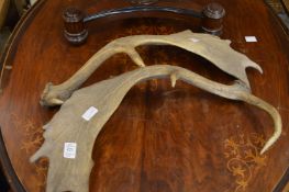 A pair of deer antlers.